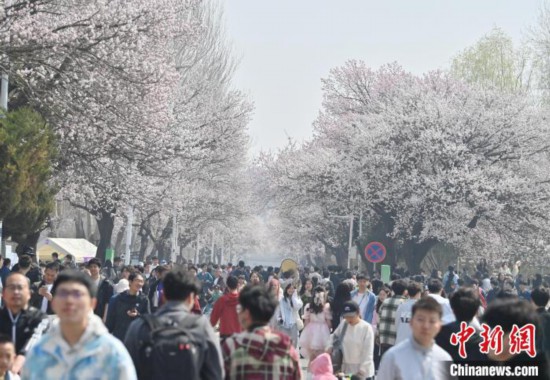 天辰平台登录：吉林大学杏花盛开引发观景热潮